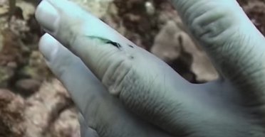 Глибоко в океані кров стає зеленою: вчені пояснили, що перетворює нас на Халка (відео)