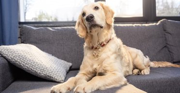 Ваша собака знает, когда гости должны уходить: 4 ключевых знака в поведении животного (фото)