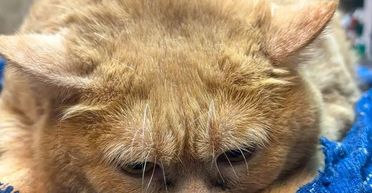 50 котов, жилье и питание: в Ужгороде открыли необычную вакансию (фото)