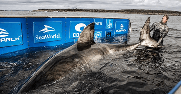 Найбільша біла акула повернулася до США: вчені розкривають небезпечні таємниці океану (відео)