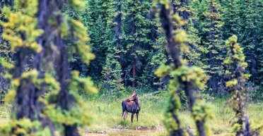 Крупнейший на Земле биом движется с рекордной скоростью: это изменит цвет планеты из космоса