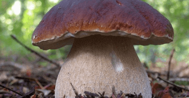 Чоловік знайшов величезного "короля грибів" і показав на фото