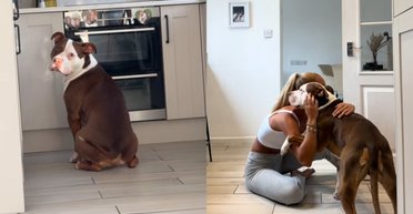 Жінка залишила без нагляду святковий торт із собакою: після повернення на неї чекав сюрприз