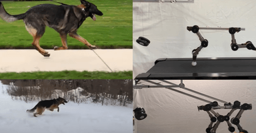 Работает без двигателей: создан инновационный робот, похожий на собаку (видео)