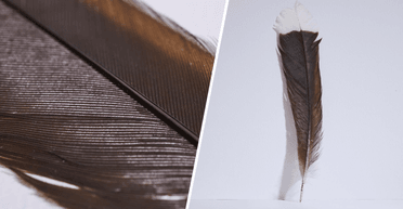 "У прекрасному стані": перо вимерлого птаха продали за рекордну суму (відео)