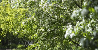 Белые облака и "витаминное" солнце: синоптик дала прогноз погоды на выходные и Пасху (карта)