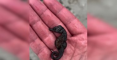 В Одесі пляжі всіяні мертвими морськими кониками (відео)