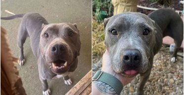 Подолав 1400 км: до хазяйки повернувся собака, який зник два роки тому (фото)