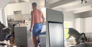 Пара арендовала дом для свадьбы, но застала на кухне "вора-гурмана" (видео)