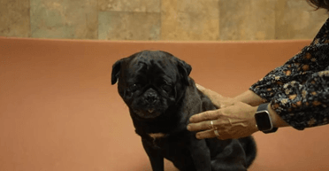 Неймовірна історія Бруно: загубленого собаку знайдено за 643 км від дому (відео)