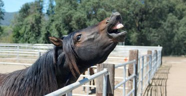 Учені виявили, що коні можуть свистіти і співати одночасно: навіщо їм це потрібно