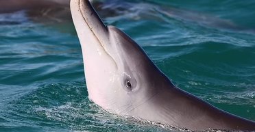 "Свой патруль": в ГСЧС показали, как дельфины сопровождают украинских пограничников (видео)