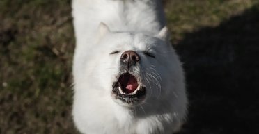 Найкращий друг людини відмінно співає: собаки могли б співати в караоке улюблені пісні (відео)