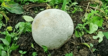 Фермер із Південної Кореї знайшов гігантський гриб вартістю понад 1,3 млн гривень (фото)