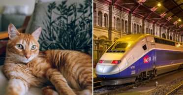 Кошачий конфликт: женщина получила штраф из-за жалоб на мяуканье своего питомца