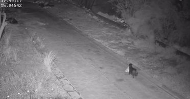 В Италии мужчина научил собаку незаконно выбрасывать мусор: "схему" разоблачили правоохранители (видео)