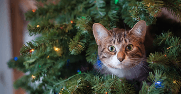 Апельсиновые корки и распылитель с водой: как защитить елку от кошки