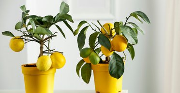 Як виростити лимон на підвіконні: простий метод