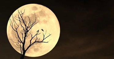 Секрети нічного життя: 5 тварин, які поводяться незвично при світлі Місяця (фото)