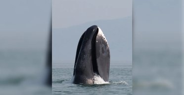 До 5 метрів завдовжки: названо тварину з найбільшим ротом на Землі (відео)