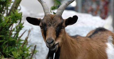 На Івано-Франківщині чоловік викрав "Ниву" з монастиря, щоб перевезти козу: суд виніс вирок