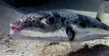 "Токсичный пришелец": в Черном море заметили опасную рыбу, несущую смертельную угрозу