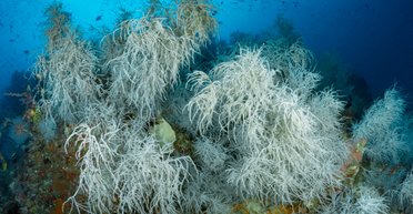 Отказываются следовать правилам: найден морской вид, нарушающий все законы эволюции