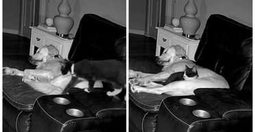 Бездомный котенок нашел новый дом: его вечерний ритуал с собакой стал вирусным (видео)