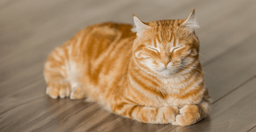 В Швейцарии пенсионерка может заплатить штраф в $5 тысяч за кормление соседского кота