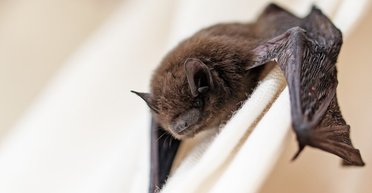 Нашестя кажанів в Україні: як убезпечити тварин та своє житло під час сезонної міграції (фото)