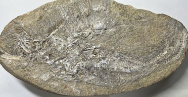 В окаменелой рвоте нашли вымерший вид: ученые думали, что это рыба, но сильно ошибались