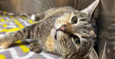 Кішку знайшли прив'язаною до стовпа із запискою від власника: що він написав (фото)