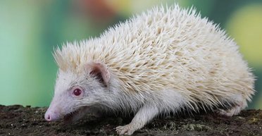 Не такі як усі: чому у тварин-альбіносів червоні очі