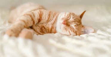 Кошки обвели вокруг пальца историков: их появление в Европе совпало с эпохой Римской империи