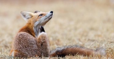 Случайно снятая баталия сокола против лисы стала вирусной (видео)