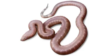 В ящике музея обнаружили новую древнюю змею: ученые говорят, что она "странная"