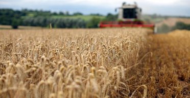 Урожай парадоксов. Каким выдался год для украинских аграриев