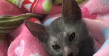 Жінка прихистила миле кошеня, але ніхто не був готовий до того, яким воно виросте