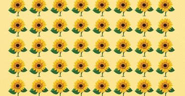 Головоломка для тех, у кого "орлиное зрение": найдите необычный подсолнух за 9 секунд (фото)