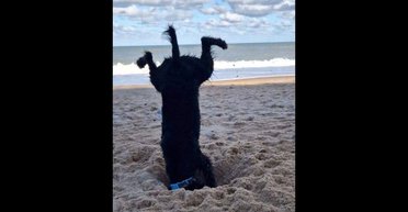 Есть ли в списке ваш домашний любимец: названы пять непослушных пород собак 2024 года (фото)