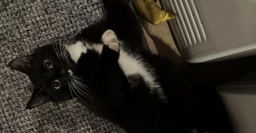 Чоловік, який жив з трьома котами, повернувся додому і знайшов четвертого: де він взявся