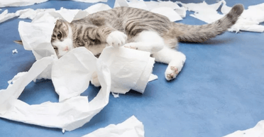 Покарали хазяйку: жінка показала, що трапиться, якщо забути нагодувати котів (відео)