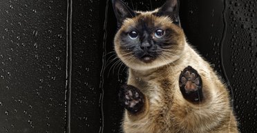 Точніше за будь-якого синоптика: ШІ за хвилину пророкує погоду на 10 днів уперед (відео)