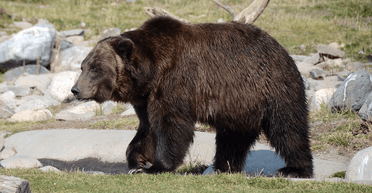 Новая беда: после 11 ограблений подряд в доме женщины поселились "четвероногие гости" (фото)