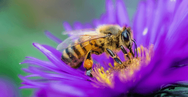 Пчелы, мины и трэш. Как МИД сделал из огромной проблемы гламурную акцию