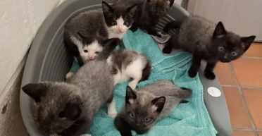 На світ з'явилися унікальні кошенята, які постійно змінюють колір шерсті (фото)