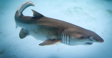 Люди здивовані, виявивши, що акули можуть тихенько спати на морському дні: як це можливо (відео)