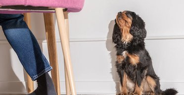 Щенячі оченята дійсно існують: особливий магнетизм мають собаки з темними очима