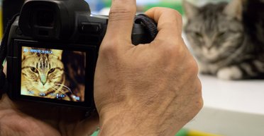 Пухнасті супермоделі: топ-5 найфотогенічніших порід кішок