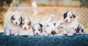 Найкращі друзі: 5 неймовірно гарних порід собак, про які ви ніколи не чули